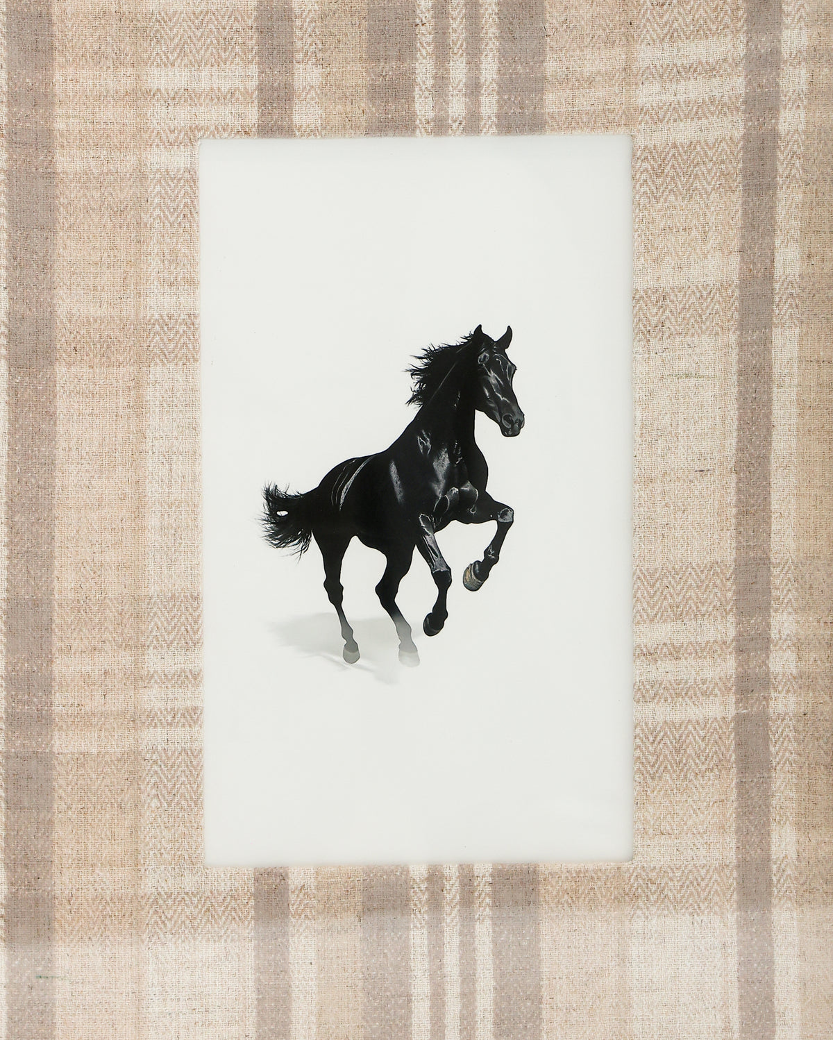 Canter II Horse